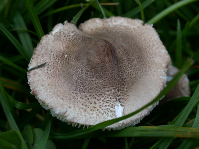 Lepiota sp. (cfr. Lepiota brunneoincarnata)
